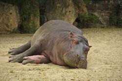Hippo Meme Template