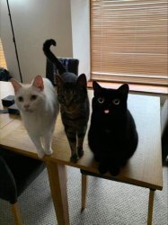 3 cats on table derpy template Meme Template