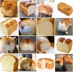 Bread or Corgi Butt Meme Template