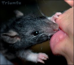 Rat Kisses Meme Template