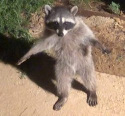 Raccoon Hit the Quan Meme Template