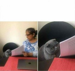 Cat checking homework Meme Template