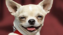 High Chihuahua Meme Template
