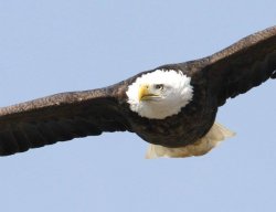 eagle Meme Template