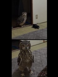 Upset Owl Meme Template