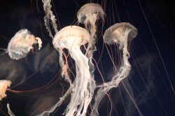 JellyFish AOC Meme Template
