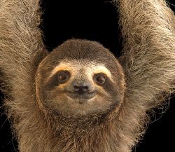 Keep Calm and Hang with a Sloth Meme Template