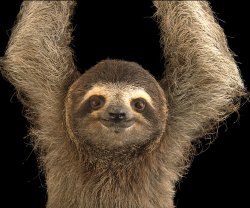 Hang with a Costa Rican Sloth Meme Template