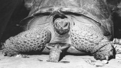 tortoise Meme Template