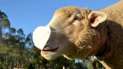Sheep Wearing Mask Meme Template