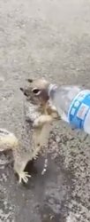 Thirst squirrel Meme Template