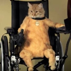 Wheelchair cat Meme Template