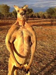 Ripped Kangaroo Meme Template