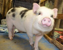 Piggy Meme Template