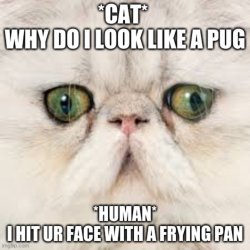 Cat is flat Meme Template