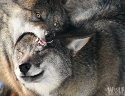 Wolf biting wolf Meme Template