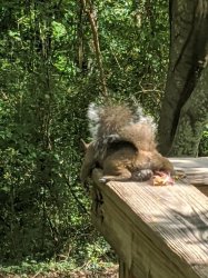 Squirrel Meme Template