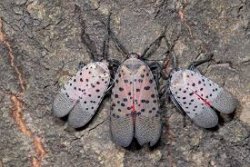 Scheming Lantern Fly Meme Template