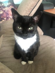 Cat owns the sofa Meme Template