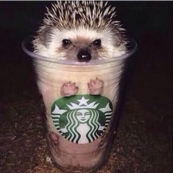 Starbucks' hedgehog Meme Template