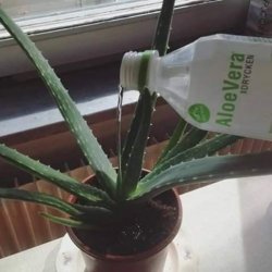 Aloe Meme Template