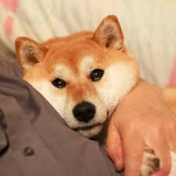 crying doge Meme Template
