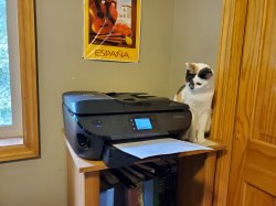 Cat Fascinated By Printer Meme Template