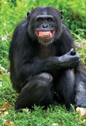 Ape Grinning Meme Template