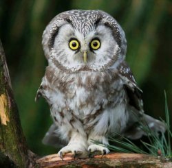 owl Meme Template