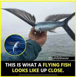 flying fish Meme Template