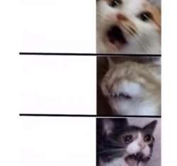 Screaming Cats Meme Template
