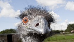 They do WHAT to Emus???? Meme Template