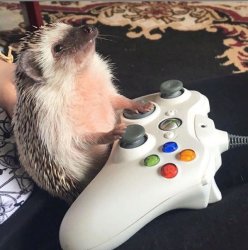 Happy Hedgehog Playing XBOX Meme Template