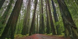 Redwood forest Meme Template