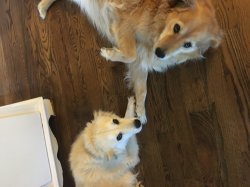 Dogs holding hands Meme Template