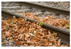 Leaves on the track Meme Template