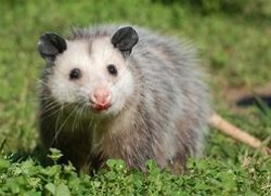 possum Meme Template