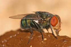 Fly eating poop Meme Template