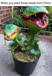 Audrey III Meme Template