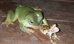 cannibal frog Meme Template