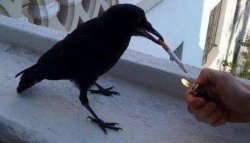 Crow with cigar Meme Template