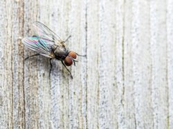 fly on the wall Meme Template