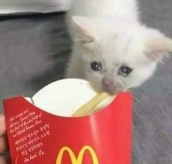 Crying cat taking last fry Meme Template