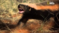 Honey Badger Hissing Meme Template