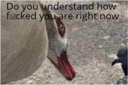 Do you understand how ducked you are right now Meme Template