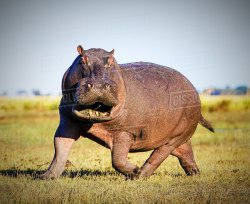 HIPPO CAN SPRINT AT 33KMPH Meme Template