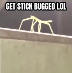 Get stick bugged lol Meme Template