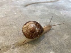 Broken shell snail Meme Template