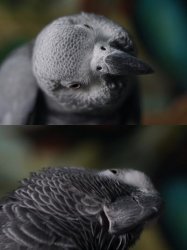 Cocoa The Parrot Meme Template
