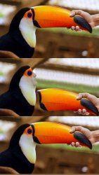 toucan 3 panel Meme Template